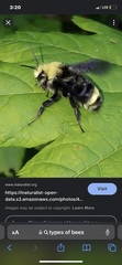 Bombus vosnesenskii