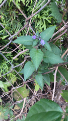 Solanum dulcamara