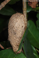 Saturniidae