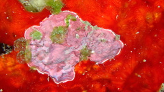 Lithothamnion
