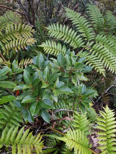 Litsea triflora observed 2022-08-04