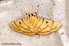 Notarcha tigrina