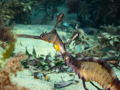 Phyllopteryx taeniolatus