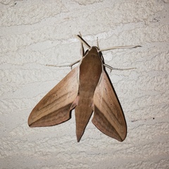 Theretra alecto