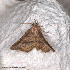 Throana pectinifer