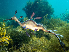 Phyllopteryx taeniolatus