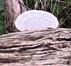 Trametes elegans