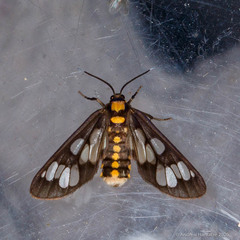 Eressa confinis