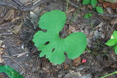 Sanguinaria canadensis
