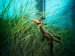 Phyllopteryx taeniolatus