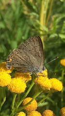 Satyrium sylvinus
