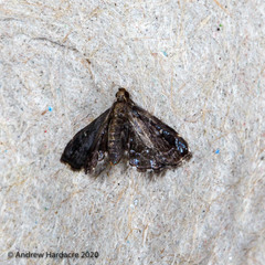 Drosophantis caeruleata