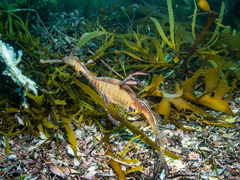 Phyllopteryx taeniolatus