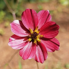 Cosmos scabiosoides