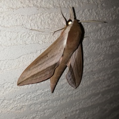 Theretra alecto