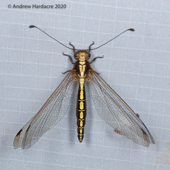 Ascalohybris subjacens