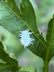Gibellula