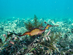 Phyllopteryx taeniolatus