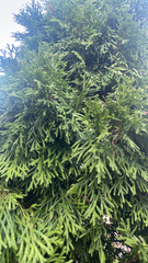 Platycladus orientalis