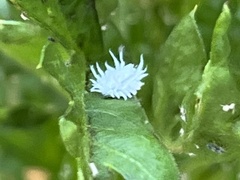 Gibellula