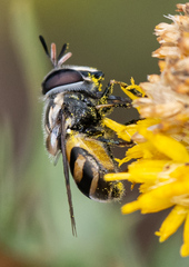 Copestylum marginatum