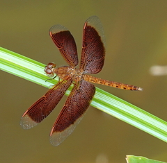 Neurothemis fluctuans