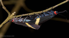 Pidorus