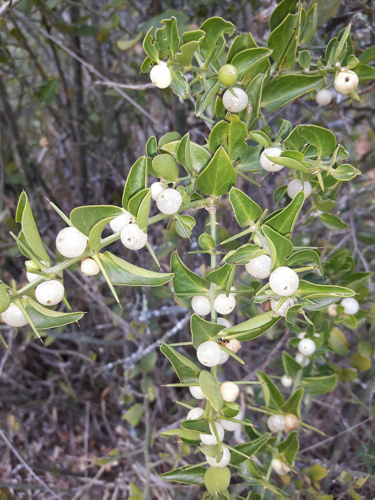 Needle Bush