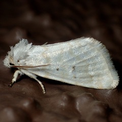 Lythrodes tripuncta