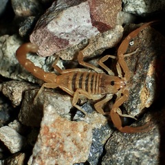 Centruroides sculpturatus