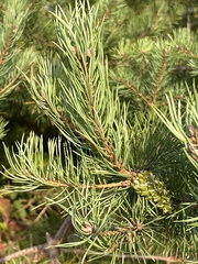 Pinus