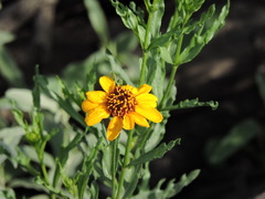 Helianthus laciniatus