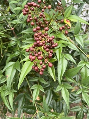 Nandina
