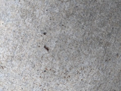 Tetramorium caespitum