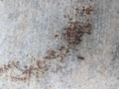 Tetramorium caespitum