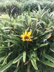 Gazania rigens