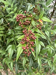 Nandina
