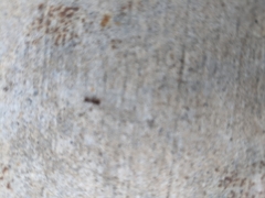 Tetramorium caespitum