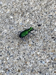 Cicindela sexguttata