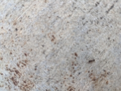 Tetramorium caespitum
