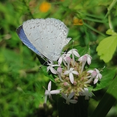 Celastrina echo gozora
