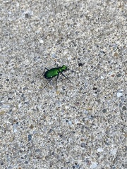 Cicindela sexguttata
