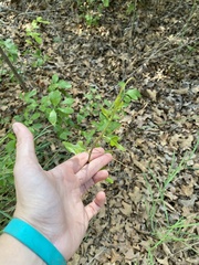 Zanthoxylum hirsutum