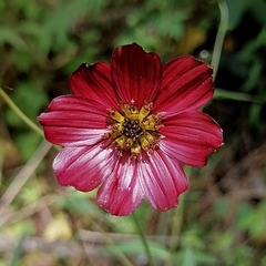 Cosmos scabiosoides
