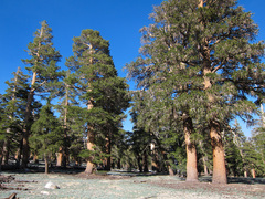 Pinus balfouriana austrina
