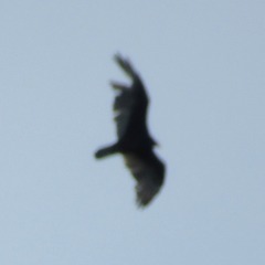 Cathartes aura septentrionalis