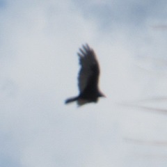Cathartes aura septentrionalis