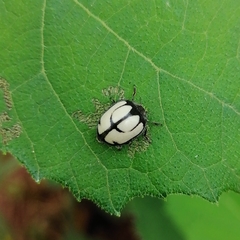 Epilachna nigrocincta