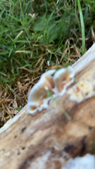 Gloeoporus dichrous