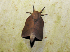 Adeloneivaia subangulata